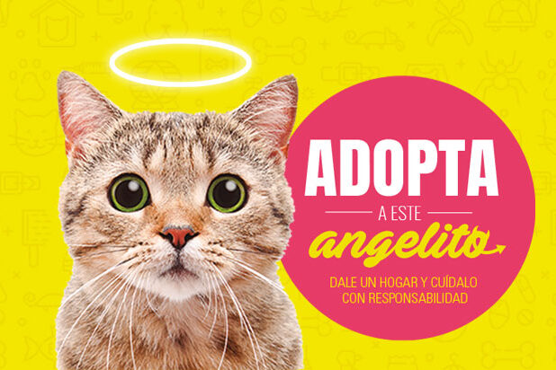 cuidado responsable de animales